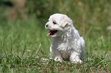 BICHON MALTAIS 052